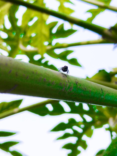 Photo a fly on a plant with a green stem