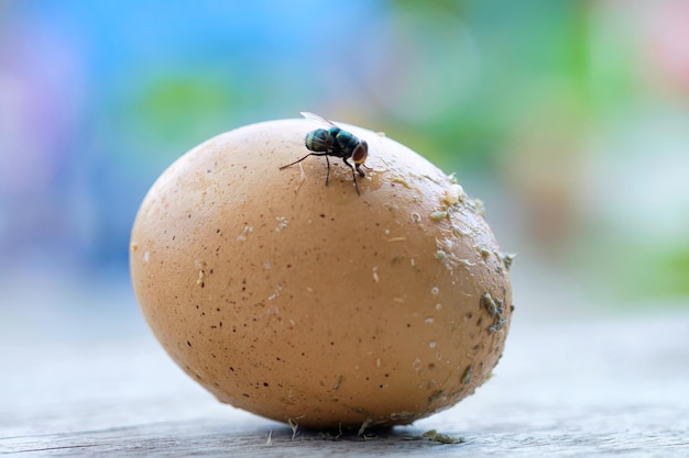 Fly on rotten egg and worms