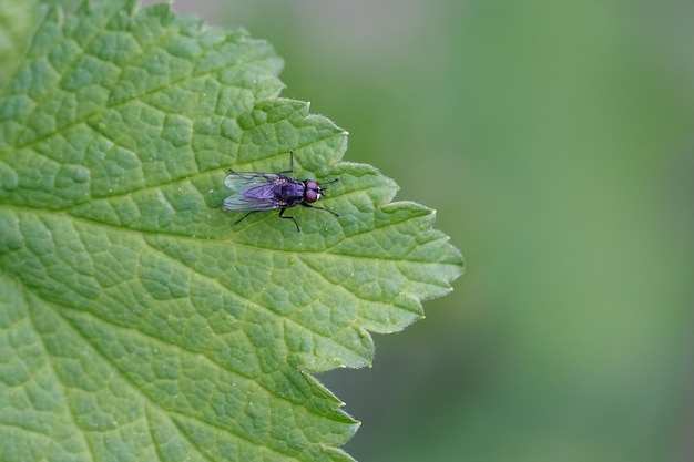 The fly sits on a green leaf insects in the wild