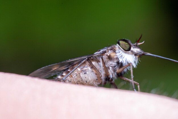 Foto una mosca si siede su una mano, con uno sfondo verde.