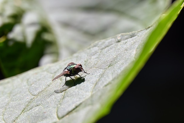A fly sits on a leaf and plays in the sun