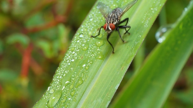 水滴が付いた葉の上にハエがとまっています。