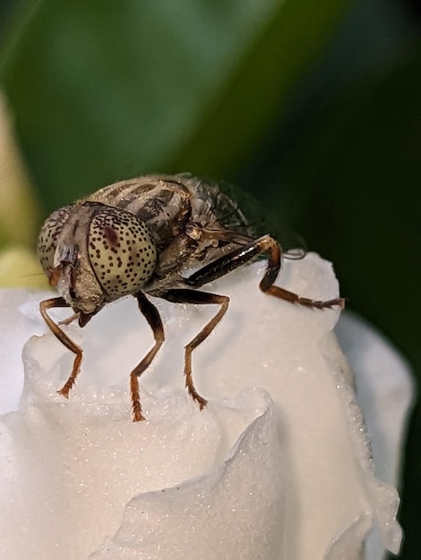 Photo a fly sits on a white flower