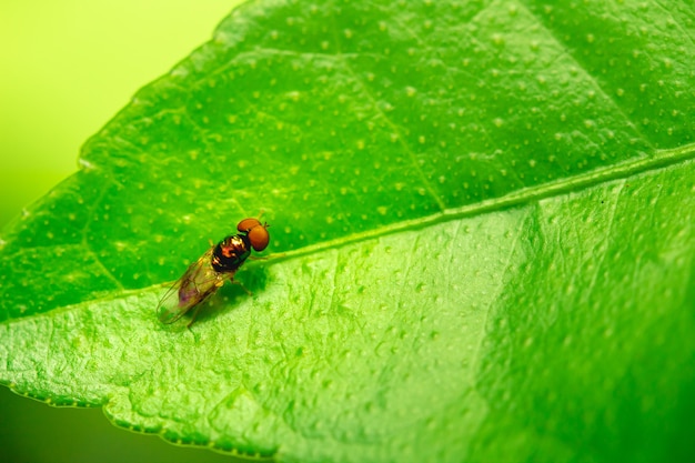 a fly that has landed on a leaf in macro photography