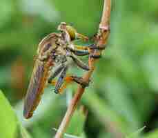Photo a fly on a twig with a green tail