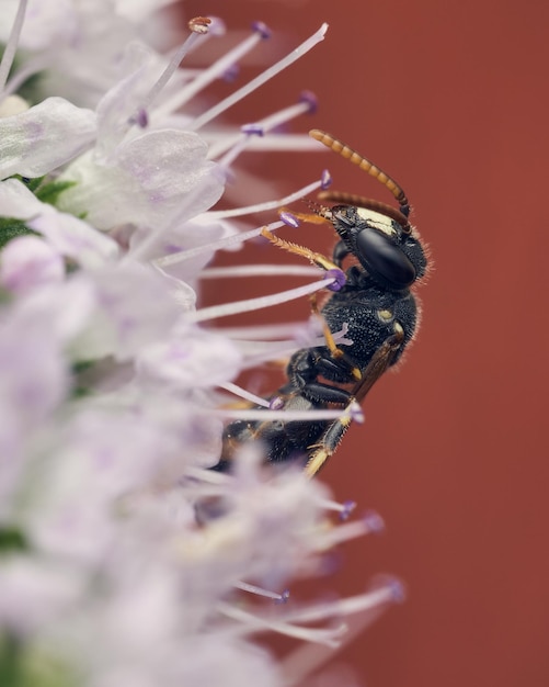 Fly on a white flower