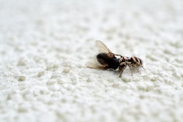 A fly on a white wall with the word fly on it