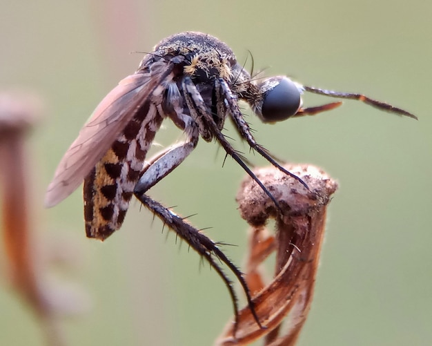 Foto una mosca con una lunga coda si posa su un fiore.