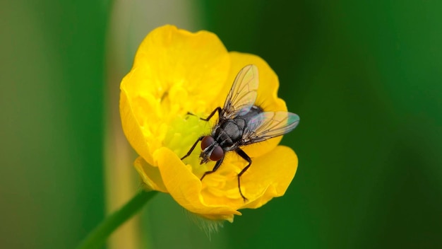 Vola sul fiore giallo su sfondo verde