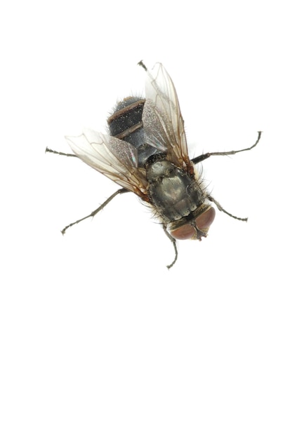 Fly