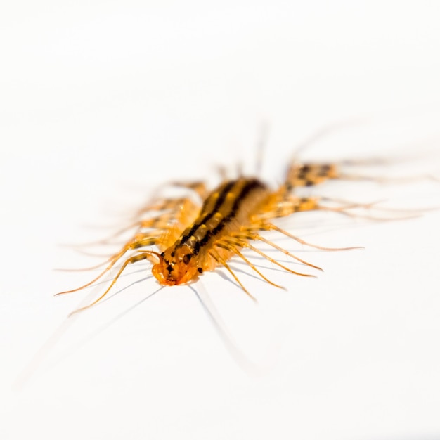 スキューティゲラ・コレオプトラタ (Scutigera coleoptrata) はフライキャッチャーの捕食虫である