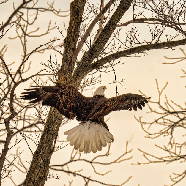 Flying Bald Eagle Photo