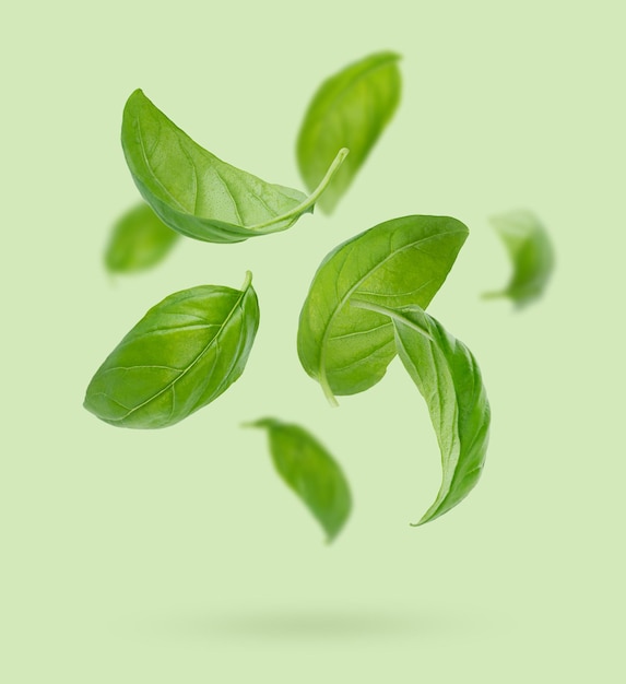 Flying basil leaves on green background