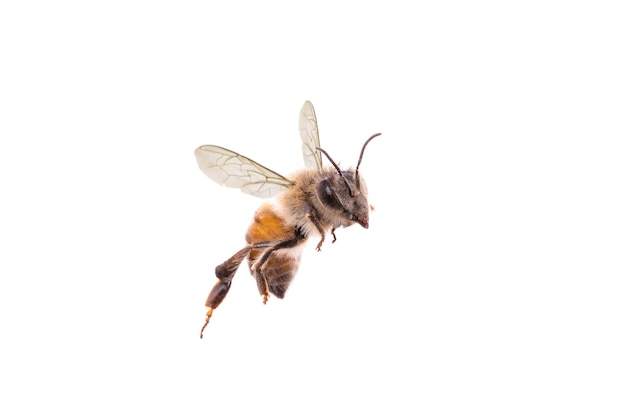Photo flying bee on isolated