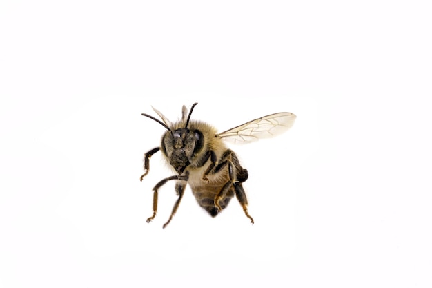 Photo flying bee on isolated