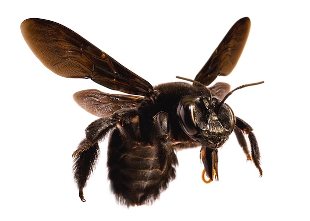 Flying bee on isolated