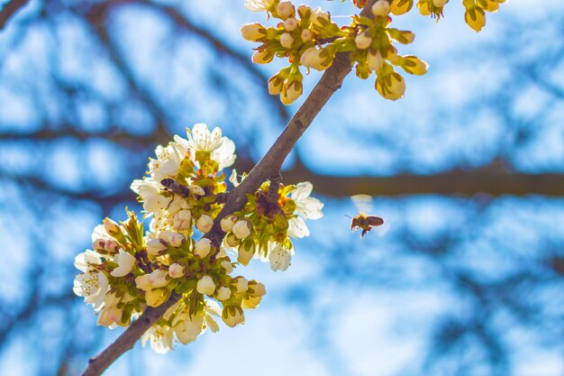 Flying bee pollinates spring blossom and blue sky background blooming beautiful white flowers