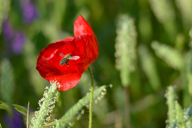 flying bee pollinating red poppy on june morning