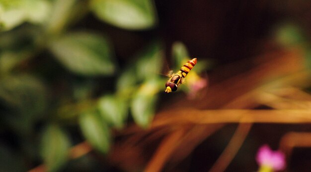 Фото Летающая пчела