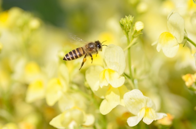 Flying bee