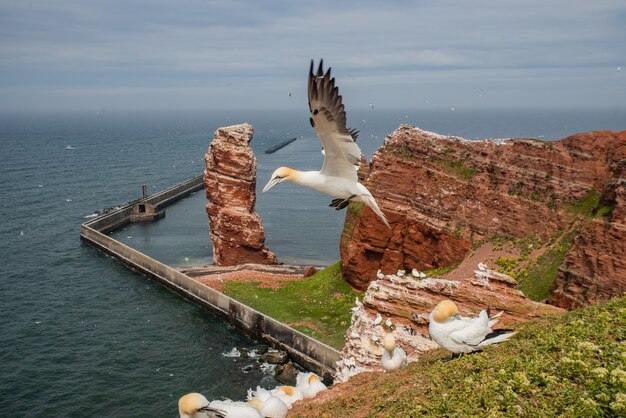 사진 helgoland 독일에서 비행 새