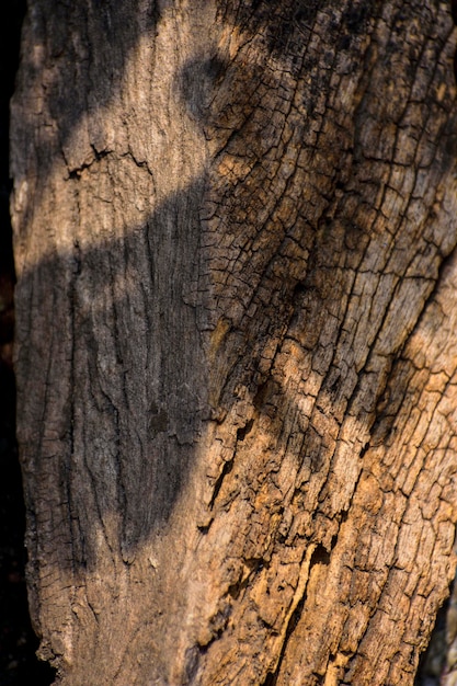 A flying bird shadow fall on a wooden log