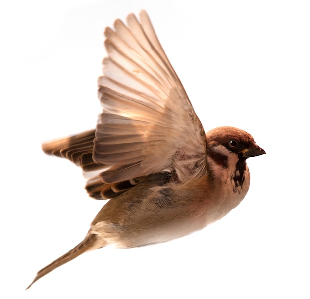 Photo flying bird sparrow isolated on white background