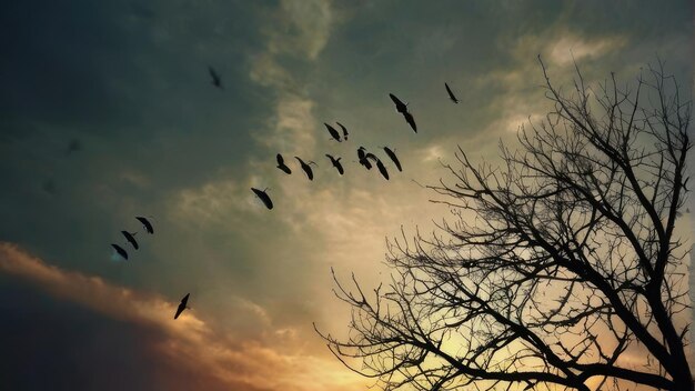 flying birds background