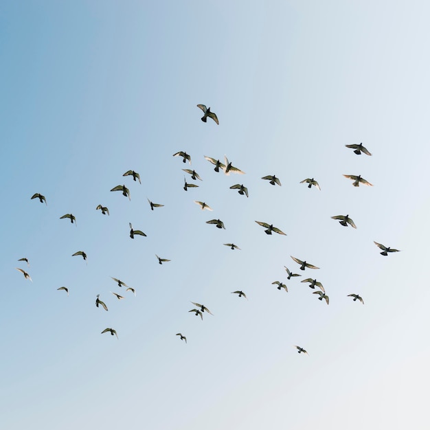 Flying birds in the sky