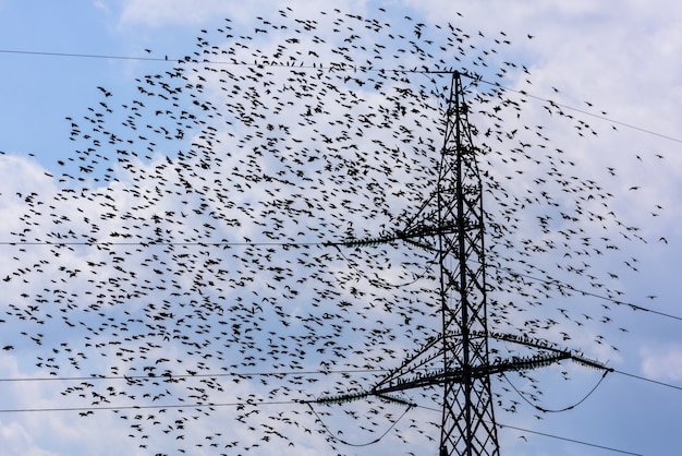 Flying birds. team of starlings flying and high voltage
electric tower.