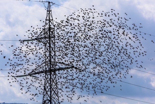 Flying Birds. Team of starlings flying and high voltage electric tower.