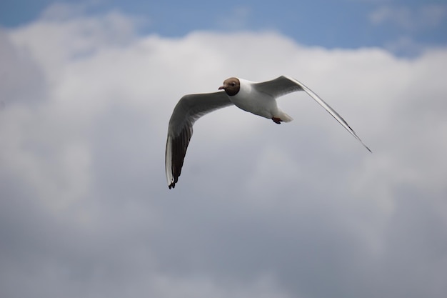 Flying black and white seagull