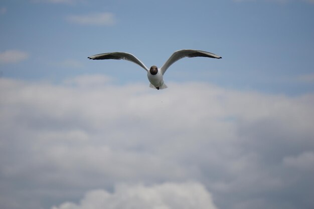 Flying black and white seagull
