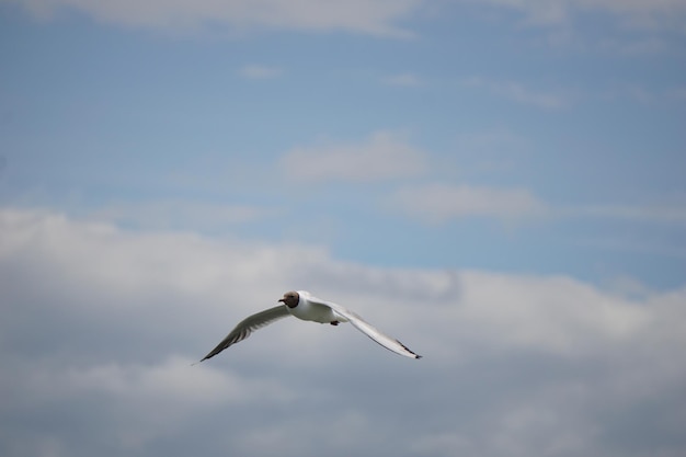 Flying black and white seagull