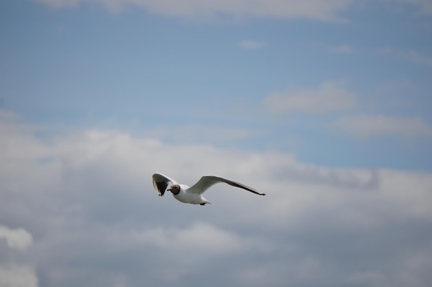 Flying black and white seagull