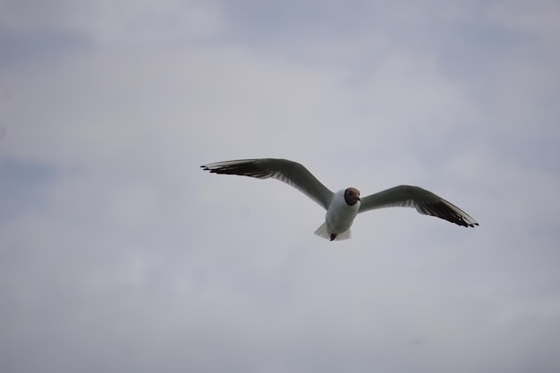 Flying black and white seagull