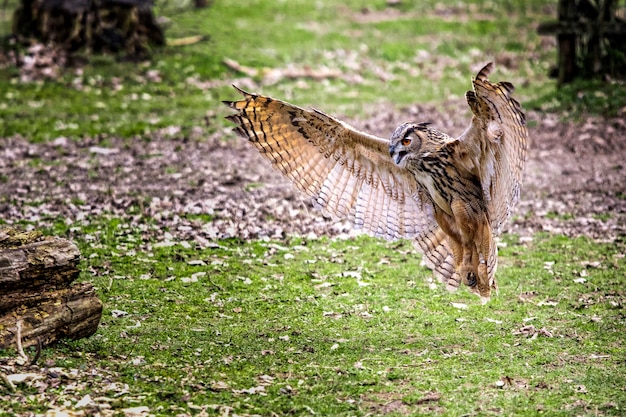 Flying bubo owl