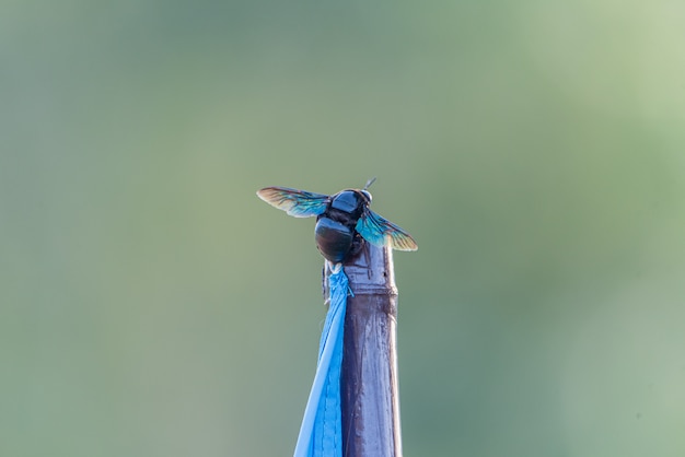 Фото Летающий жук сидит на палке.