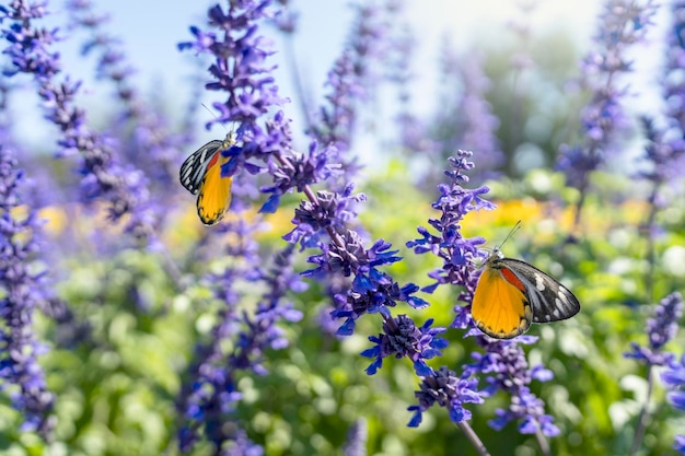 青いサルビアの花畑で飛ぶ蝶