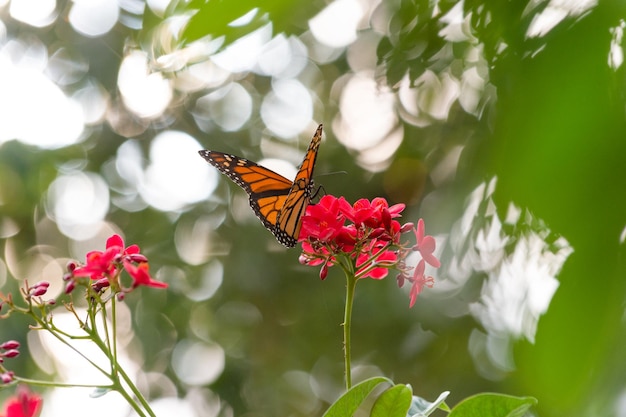 Flying butterfly macro photography selective focus photo of butterfly with wings