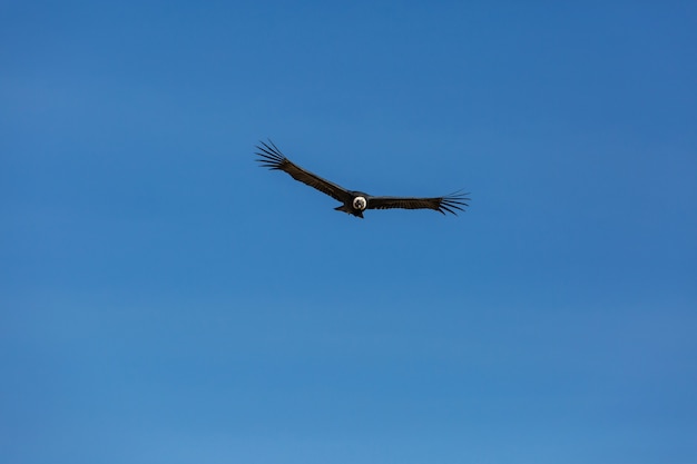 Flying condor in the Colca canyon,Peru