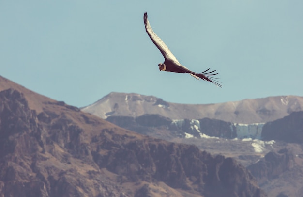 Condor volante nel canyon del colca, perù