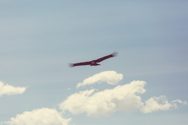 Flying condor in the Colca canyon,Peru