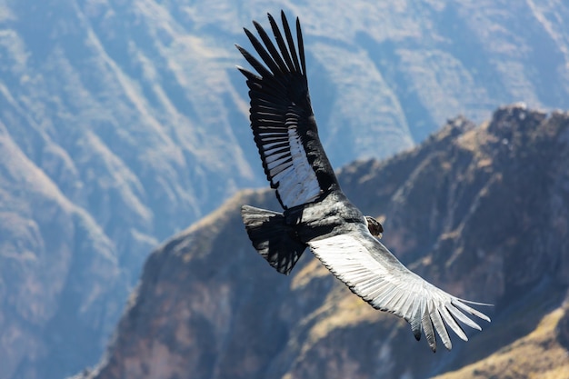 Flying condor in the Colca canyon,Peru