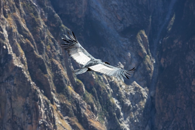 Flying condor in the Colca canyon,Peru