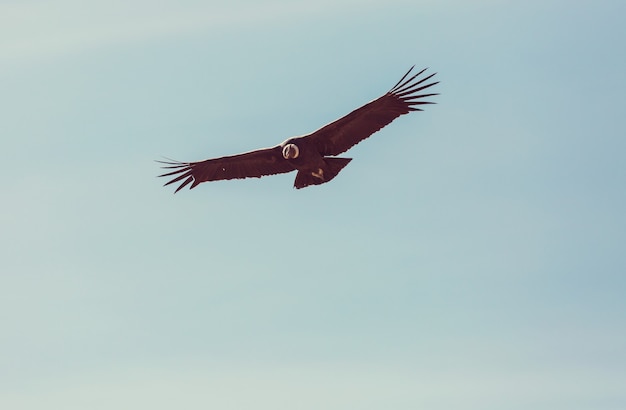 Flying condor in the Colca canyon,Peru