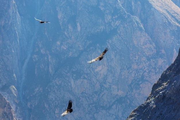 ペルー、コルカ峡谷の空飛ぶコンドル