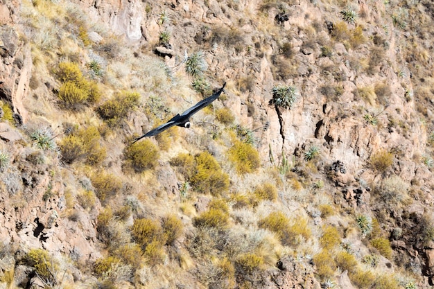 コルカキャニオン上空を飛ぶコンドルペルー南アメリカこのコンドルは地球上で最大の空飛ぶ鳥