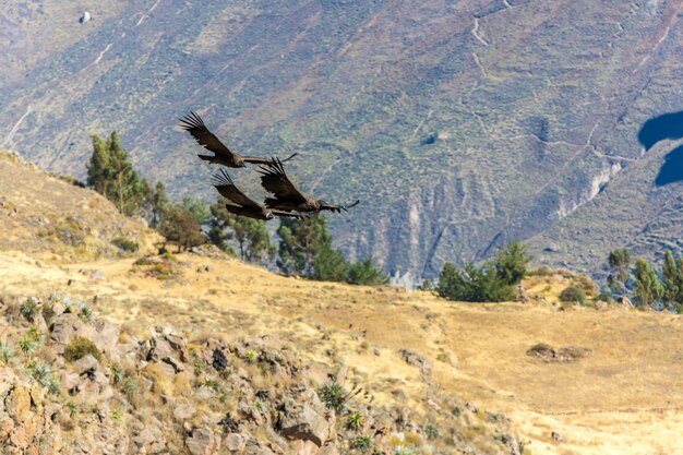 コルカキャニオン上空を飛ぶコンドルペルー南アメリカこのコンドルは地球上で最大の空飛ぶ鳥