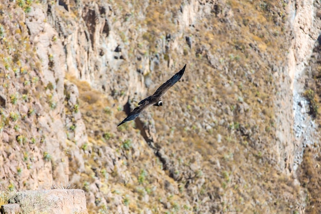 Flying condor over Colca canyonPeruSouth America This condor the biggest flying bird on earth